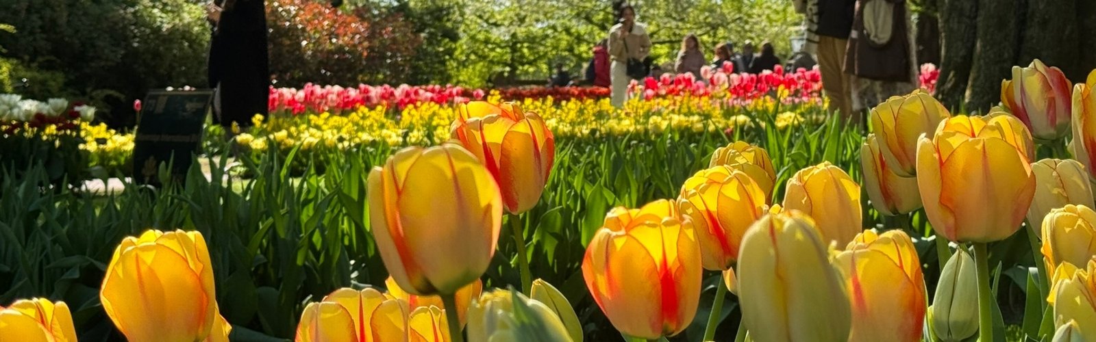 A vibrant display of tulips fills Keukenhof Gardens, drawing visitors with its colorful beauty.
